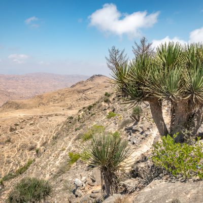 Drachenbaum (Dracaena serrulata)