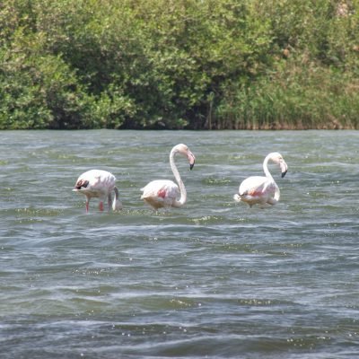 Rosaflamingos (Phoenicopterus roseus)