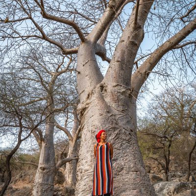 Afrikanischer Affenbrotbaum (Adansonia digitata) - Baobab