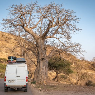 Baobab-Riese im Wadi Hanna