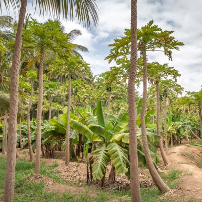 Obstgärten in Salalah