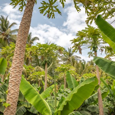 Drei-Etagen-Anbau: Kokospalmen, Papaya/Bananen, Gemüse/Kräuter