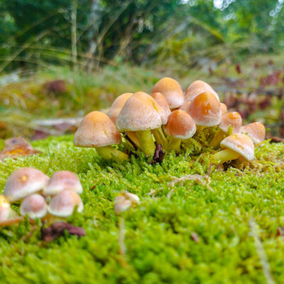 Schwefelköpfe (Hypholoma, syn. Naematoloma) 