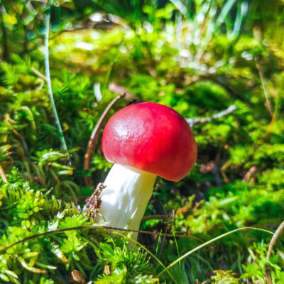 Spei-Täubling (Russula emetica)