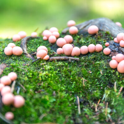 Blutmilchpilz (Lycogala epidendrum) 