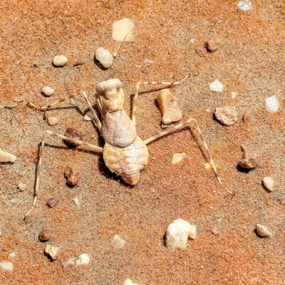 Wüstenmantis (Eremiaphila nilotica)
