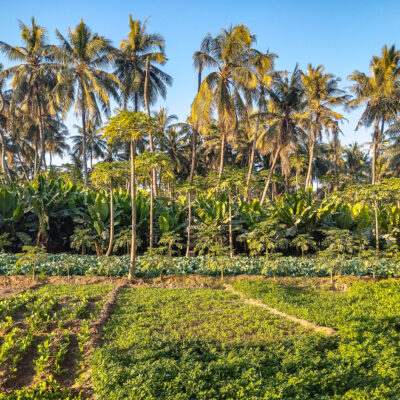 Obst- und Gemüseplantagen